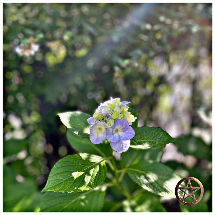 スピリチュアルという花言葉 視迦 みらか 先生 電話占いカリス 当たると口コミで評判の電話占い 占い師に今すぐ相談