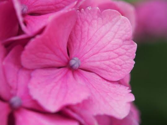 エネルギーを受けて自分の色を出す事 アリシア先生 電話占いカリス 口コミで当たると話題の電話占い