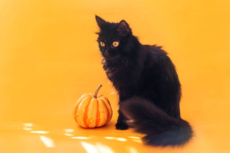 ハロウィンおまじない