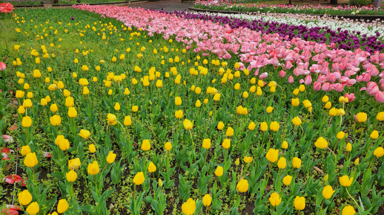 �p���[�X�|�b�g