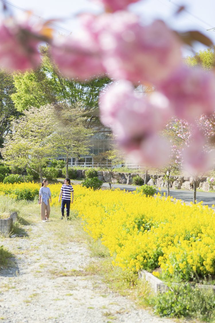 桜やコスモスなどの花畑にいるカップルの写真