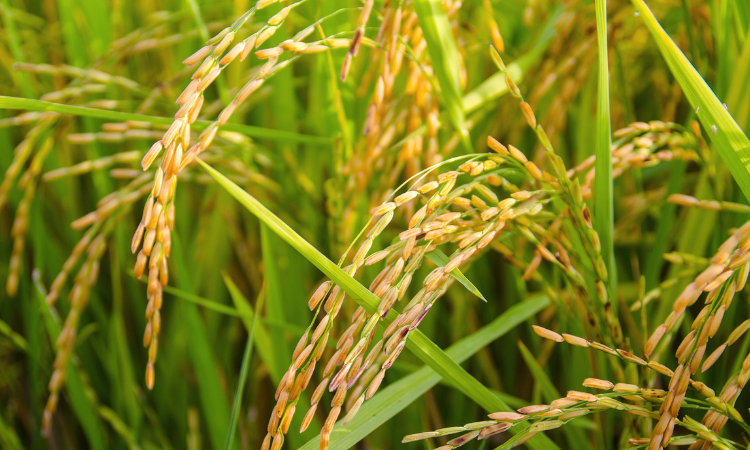 稲の画像