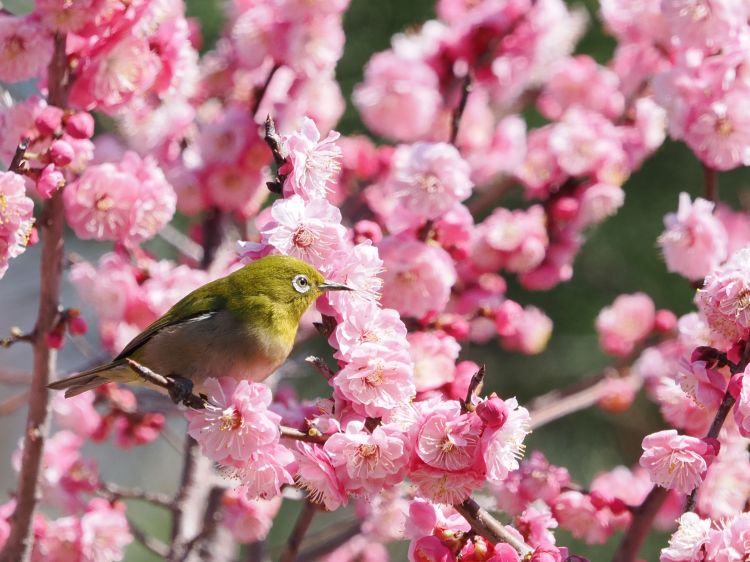 立春、桜の花とメジロ