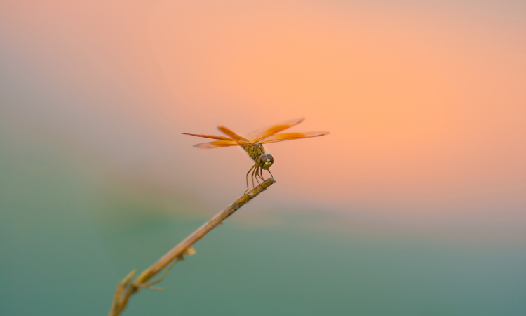 枝にとまるトンボ