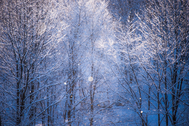 木に雪が降り注ぐ写真