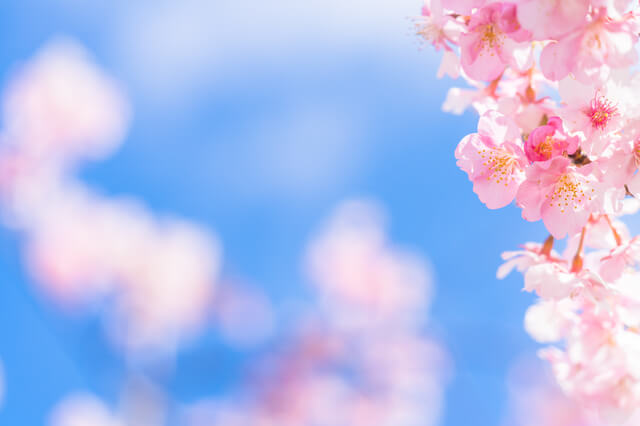 桜　空　花